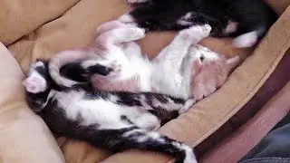 The Kittens Get A Visitor & A Surprise From Nornie
