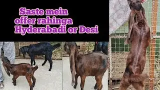 sold out Allhumdolillah Hyderabadi male bacha desi female paat 3.5 months old @Lbhgoat