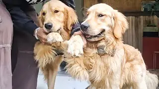 Cute Intelligent  Golden Retriever ntroduction