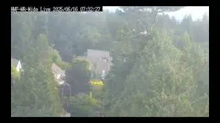 June 16, 2025 HWF White Rock, BC Eagles-Eaglets are Wing Flapping. Close Up Cam Down, View From WA