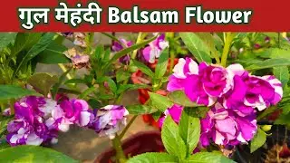 Gulmehndi Balsam Flower plant care|गुल मेहंदी या बालसम को कैसे लगाएं |गार्डन का सुंदर फूल#Gulmehndi