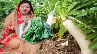छत्तीसगढ़ के प्रसिद्ध मुरई भाजी बनाये के तरीका || मुरई भाजी बनाये के नया तरीका || CG vlogger mamta ||