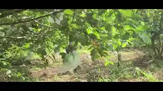 Village Fruit Farming: Crystal Guava Harvest #RuralAgriculture #TraditionalFarming