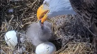 NEFL Eagles: Pip on second egg