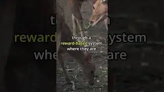 These deer do WHAT in japan?? 🦌🦌🦌 #shorts #nature #animals #facts #japan