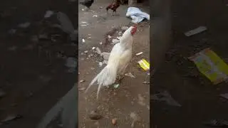 aseel Nesle wali murgha #aseelmurga #swataseels #cheenaaseel #chicken #assel #mianwaliaseels