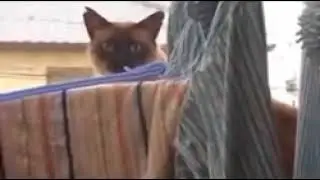 Cat Jump Fail with Music  Sail by AWOLNATION