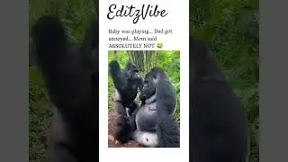 Baby Gorilla Gets Slapped by Dad 😳 Mom Enters & Slaps Dad Back 😂🦍 #FunnyAnimals #ViralVideo #comedy