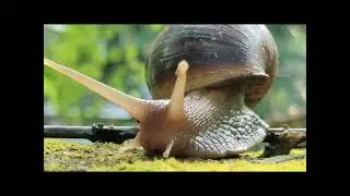 Giant African snail
