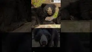 UPSC Preparation| GS paper 3 | IAS exam| Sloth bear | Environment | civilsteps