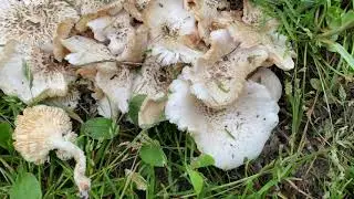 Lentinus tigrinus (Пилолистник тигровый), June 2, 2021