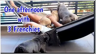 Lazy afternoon with 3 French Bulldogs | Philippines