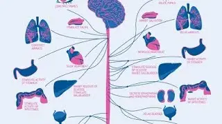Cholinergic neurotransmission 1