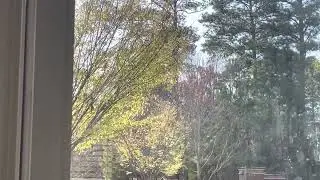 I Saw An Beautiful Red Bird outside!