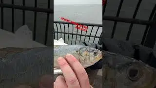 The best saltwater bait in New York- BUNKER #fishing #bait #fisherman #baitfishing