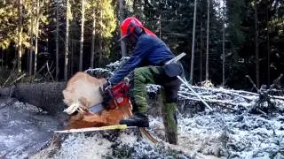 Super felling with a Husqvarna 562 XP