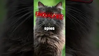 Why the CIA stopped using cats as spies