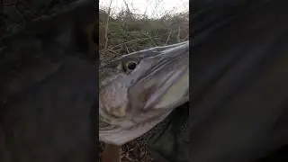 ⚠️WINTER PIKE 🐊🦈 #pikefishing #northernpike #europeanpike #predatorfish #predatorfishing #anglerlife
