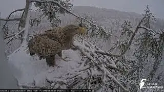LDF.Zorro labi pabarojies,ielido pārbaudīt ligzdu.🦅🥰 Zorro has fed well, flies in to check the nest.