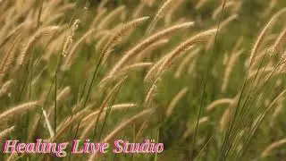 Relaxing Healing Sounds For a Peaceful Night