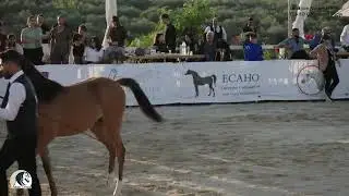 Yearling Colts Championship Class YCC