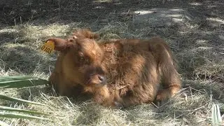 Sauvetage d'un petit veau