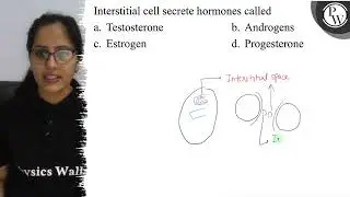 Interstitial cell secrete hormones called a. Testosterone b. Androg...