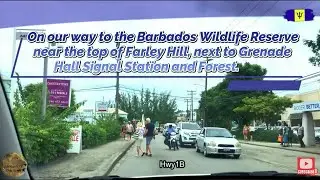 Barbados- LoopOn Our Way To The Barbados Wildlife Reserve.