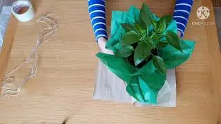 How to turn a plant into a beautiful gift wrap! (crafts)