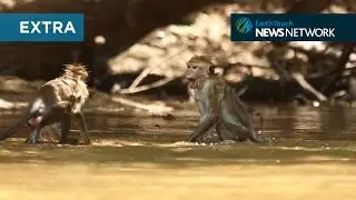 Ever seen a dive-bombing monkey?
