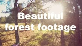 Beautiful forest footage | DJI Phantom | Gopro | Tarot gimbal
