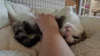 Shelter Kitten Orion Gets Lost in the Sauce While Receiving Belly Rubs! [REAL]