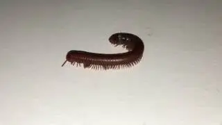 Bugs of Brunei (Episode 3)