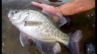 HOW TO CATCH CRAPPIE around SHALLOW COVER!