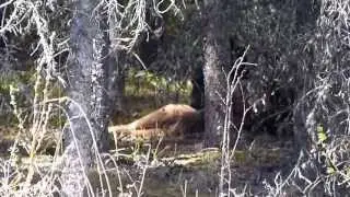 Black bear & moose calf