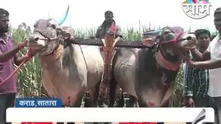 Come forward to conserve homogeneous breeds of cows and bulls