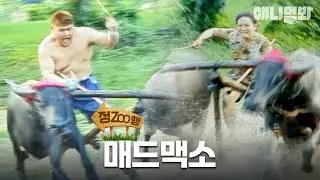 [#정ZOO행] 희망이 넘치는 숨바와섬...🏝️ 미친 물소만 살아남는다🐂 | EP.3 #TV동물농장 #AnimalFarm #애니멀봐