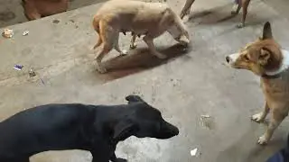 Animals lovers and animals doctor sanjay sharma video vlogs welcome YouTube channel dogs vlogs video