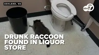 Drunk raccoon found unconscious next to toilet after raiding Virginia liquor store