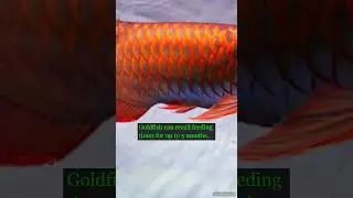 Amazing Fish Facts You Didn't Know! 🐠 | PetAgeCheck