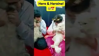 Cat Hero&ndash;Heroine Introduction: We&rsquo;re Just Side Actors 😭🤣🐾#trending #viral #funny #fun#entertainment