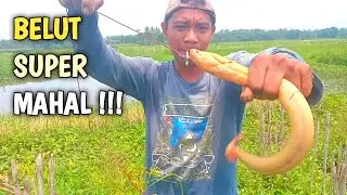 REZEKI NOMPLOK‼️DETIK - DETIK BELUT ALBINO SUPER MAHAL , KENA JUGA.