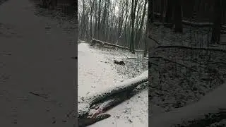 Logging after the wind...#kursk #forest