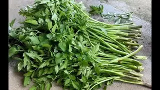 回到乡村老家爸爸摘一把野芹菜，加上它这样一炒，真不是一般的香