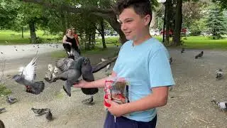 Is this a pigeon?  Feeding ducks and pigeons in Bowring Park