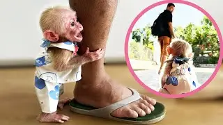 Kyo monkey's cute moment...doesn't want to leave Dad!