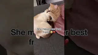 Pets grieve too 🥺❤️ #pets #pet #petloss #catloss #cat #cats #catlover #catlovers #grief