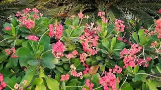 Very beautiful flower nature ep1 | flower video | free flower video | no copyright video download