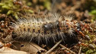Amazon Insect Warfare  60 Brutal Macro Predator Encounters #amazon #insects #forest