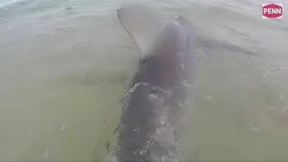 Catching Bronzwhalers sharks from the beach.